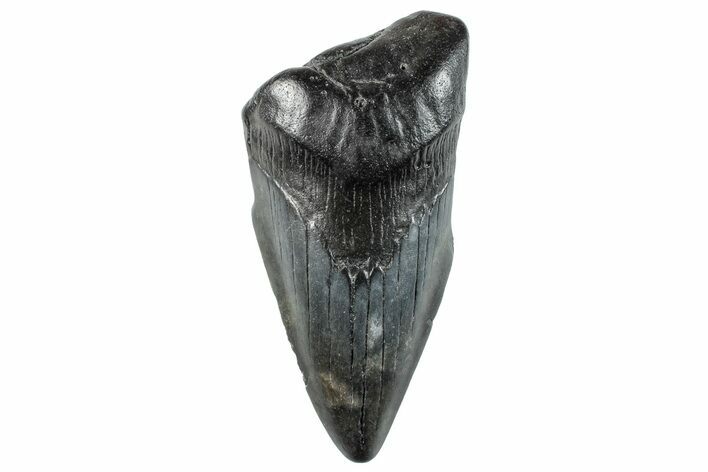 Partial Megalodon Tooth - South Carolina #268618